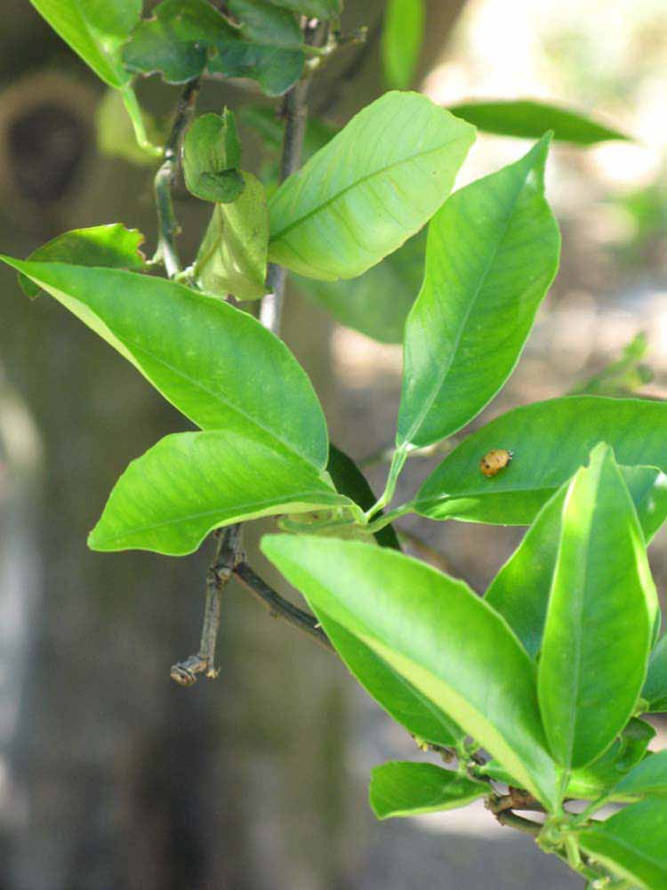              Sun leaves (Winter Haven, FL)       
